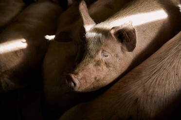 Schweine auf dem Bauernhof - ACPF01090