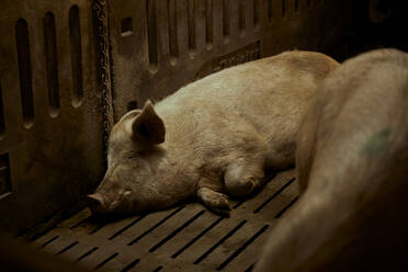 Schlafende Schweine im Stall - ACPF01092