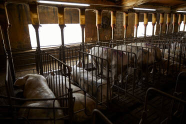 Ruhende Schweine im Stall - ACPF01094