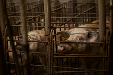 Schweine schauen im Stall weg - ACPF01095
