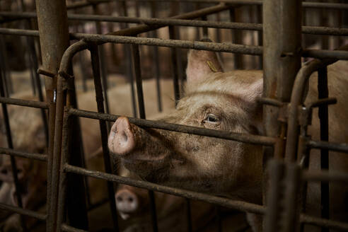 Schwein im Käfig im Tierstall - ACPF01096