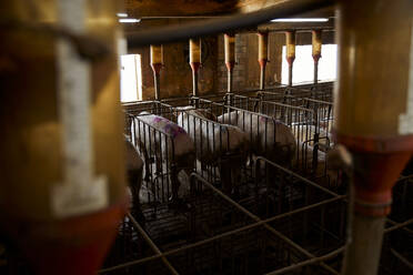 Schweine im Stall stehend - ACPF01097