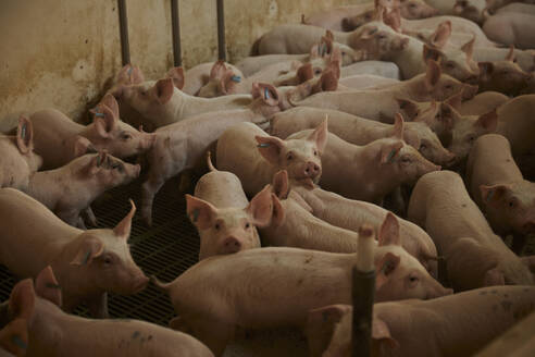 Piglets in pen - ACPF01098