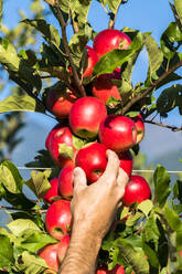 Hand eines Bauern, der rote Äpfel von einem Baum im Obstgarten pflückt, Valtellina, Provinz Sondrio, Lombardei, Italien, Europa - RHPLF19070