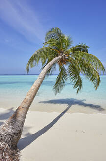 A tropical island beachside coconut palm, Gaafu Dhaalu atoll, in the far south of The Maldives, Indian Ocean, Asia - RHPLF19103