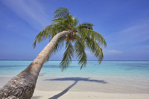 A tropical island beachside coconut palm, Gaafu Dhaalu atoll, in the far south of The Maldives, Indian Ocean, Asia - RHPLF19104