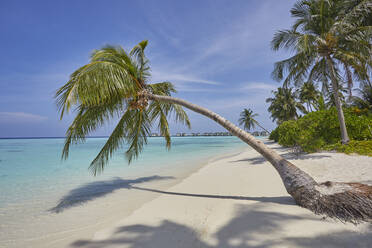 A tropical island beachside coconut palm, Gaafu Dhaalu atoll, in the far south of The Maldives, Indian Ocean, Asia - RHPLF19105