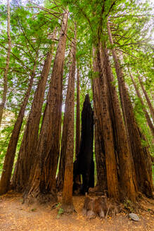 Schöne Riesenmammutbäume, Big Sur, Kalifornien, Vereinigte Staaten von Amerika, Nordamerika - RHPLF19108