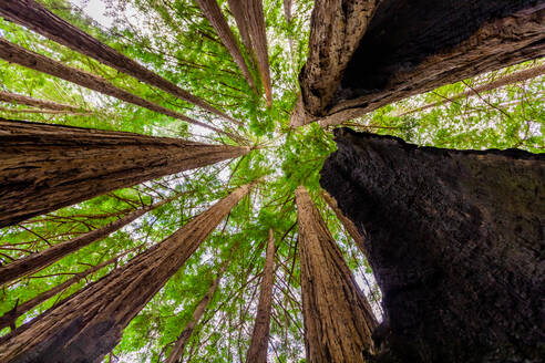 Schöne Riesenmammutbäume, Big Sur, Kalifornien, Vereinigte Staaten von Amerika, Nordamerika - RHPLF19109
