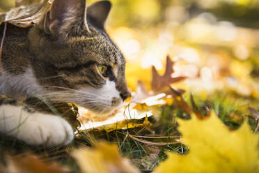 Niedliche graue Hauskatze spielt im Herbst Laub - CAVF92161