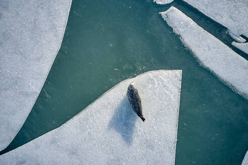 Seal on ice near cold sea water - CAVF92177