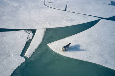 Neugierige Robbe auf einer Eisscholle im Winter - CAVF92178