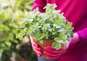 Hände einer Frau mit Gartenhandschuhen, die einen Topf mit Oregano (Origanum vulgare) halten - GWF06890