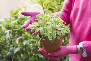 Hände einer Frau mit Gartenhandschuhen, die einen Topf mit Salbei (Salvia officinalis) halten - GWF06891