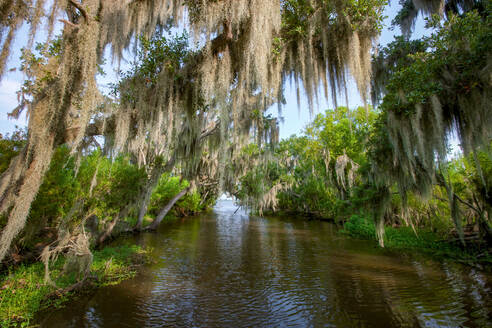 Des Allemands, Louisiana Bayou Scenic - CAVF92237