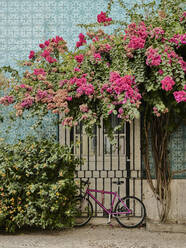 Bougainvillea-Blüten über rosa Fahrrad - CAVF92283