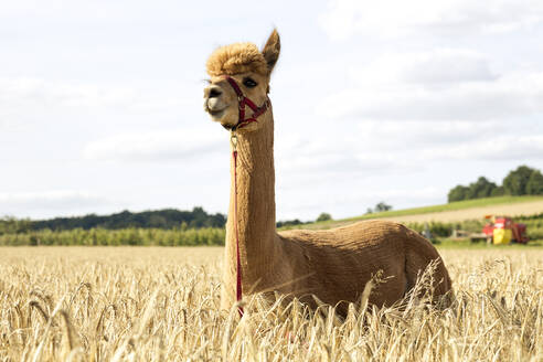 Portrait of alpaca standing in barley field - FLLF00579