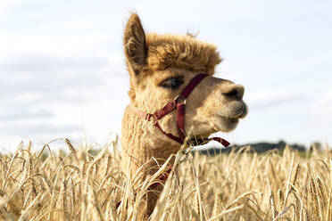 Portrait of alpaca standing in barley field - FLLF00581