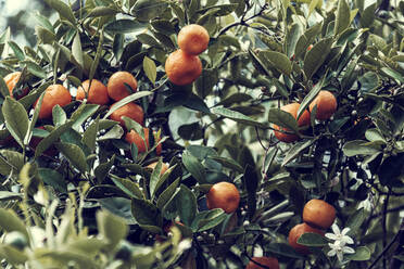 Reife Mandarinen (Citrus reticulata), die im Frühjahr im Freien wachsen - DWIF01146
