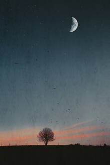Halbmond leuchtet über der Silhouette eines einzelnen Baumes in der frühen Morgendämmerung - DWIF01152