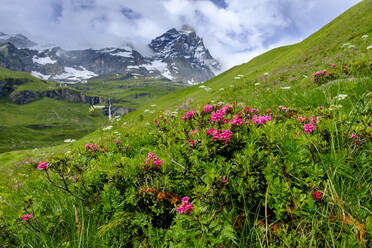 Blühende Alpenrosen (Rhododendron ferrugineum) im Aosta-Tal mit dem Matterhorn im Hintergrund - LBF03342