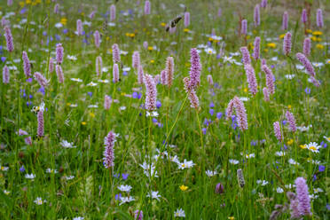 Blühendes Scharbockskraut (Bistorta officinalis) auf einer Bergwiese - LBF03348