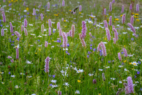 Blühendes Scharbockskraut (Bistorta officinalis) auf einer Bergwiese - LBF03348