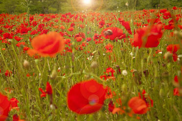 Poppies blooming in springtime meadow - AJOF00996