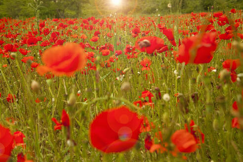 Blühender Mohn auf einer Frühlingswiese - AJOF00996