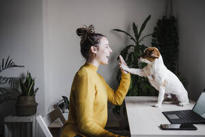 Verspielte Frau, die ihrem Hund die Hand gibt, während sie zu Hause im Büro sitzt - EBBF02436