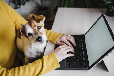 Hund, der mit einer Frau zusammensitzt, die im Büro zu Hause an einem digitalen Tablet arbeitet - EBBF02440