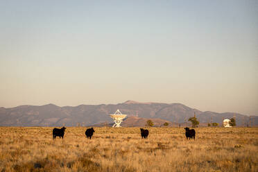 Very Large Array Satellitenschüsseln und Kühe in New Mexico - CAVF92354