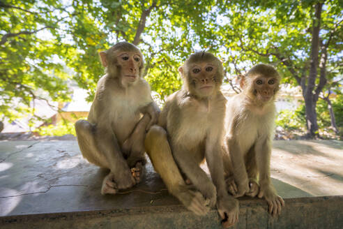 Monkeys at Hpo Win Daung Caves (AKA Phowintaung Caves), Monywa, - CAVF92380