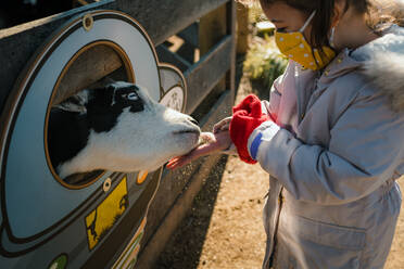 Young girl with face mask feeding farm animals baby cow - CAVF92398