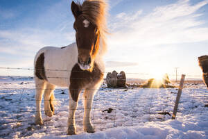 Islandpferd schaut bei Sonnenaufgang im Winter in die Kamera - CAVF92501