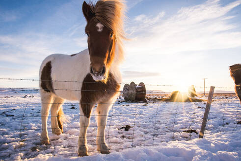 Islandpferd schaut bei Sonnenaufgang im Winter in die Kamera - CAVF92501