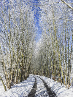 Mit Bäumen gesäumte Landstraße im Winter - ASCF01556