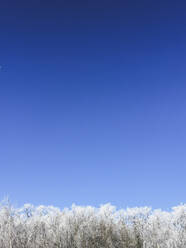 Klarer blauer Himmel über vereisten Bäumen im Winter - ASCF01560