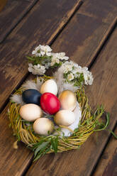 Bemalte Eier im Nest zum Osterfest - CAVF92521