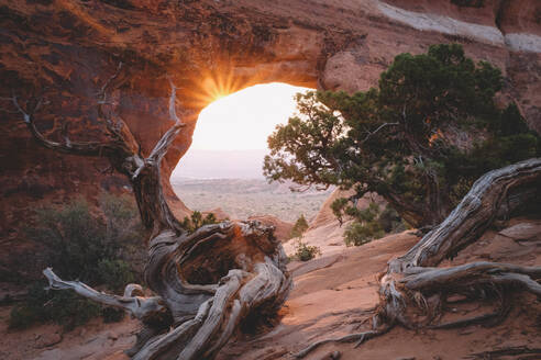 Juniper Trees framed by Partition Arch at Sunrise - CAVF92536