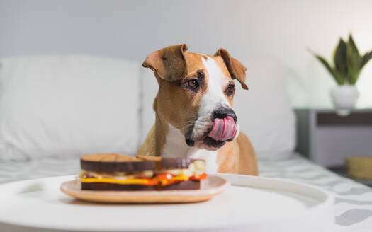 Hungry dog with tongue out sits next to a sandwich indoors. Hom - CAVF92600