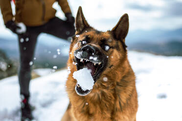 Lustige und unheimliche deutsche Schäferhund spielen essen einen Schneeball - CAVF92714