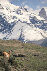 Ein einsames Guanako mit den Gipfeln des Torres Del Paine im Hintergrund - CAVF92720