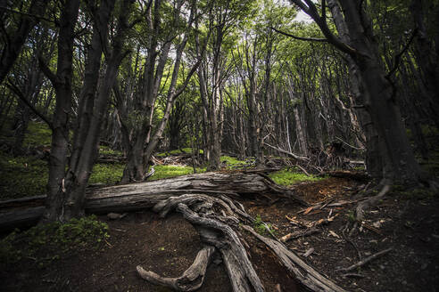 Wald entlang des Weges zum Torres del Paine, Patagonien - CAVF92724