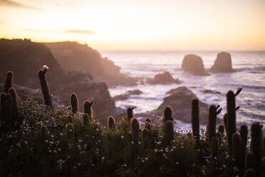 Sonnenuntergang mit Kaktus im Vordergrund von Punta de Lobos, Pichilemu - CAVF92725