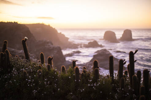 Sonnenuntergang mit Kaktus im Vordergrund von Punta de Lobos, Pichilemu - CAVF92725