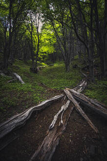 Wald entlang des Weges zum Torres del Paine, Patagonien - CAVF92726