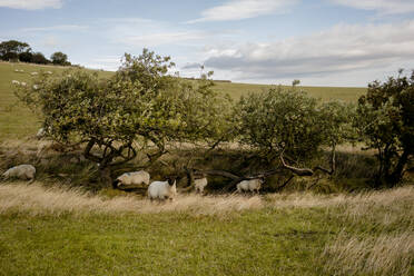 Sheep in the english countryside near Robins Hood's Bay - CAVF92745