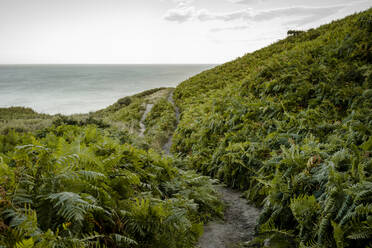 Ferms line a walking path between Whitby and Robinshood Bay with - CAVF92748