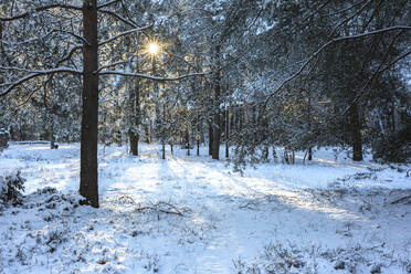 Deutschland, Brandenburg, Wald im Winter bei Sonnenaufgang - ASCF01563